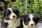 $560 : Border Collie Puppies thumbnail