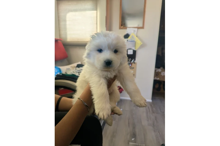 $250 : Listos para nuevo hogar image 1