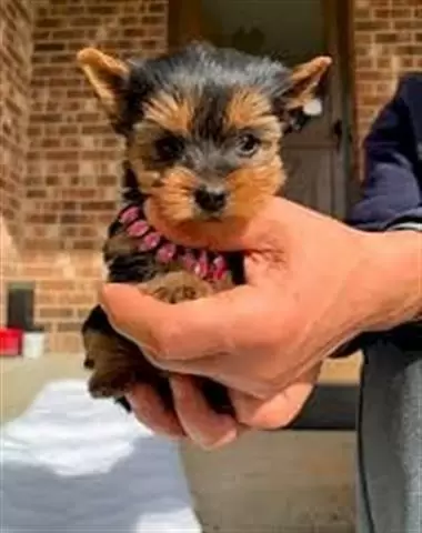 Cachorros de yorkshire terrier image 1