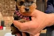 Cachorros de yorkshire terrier en Chicago