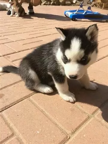 $400 : Purebred Siberian Husky Puppie image 3