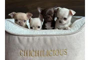 Cachorros chihuahua en venta en Indianapolis
