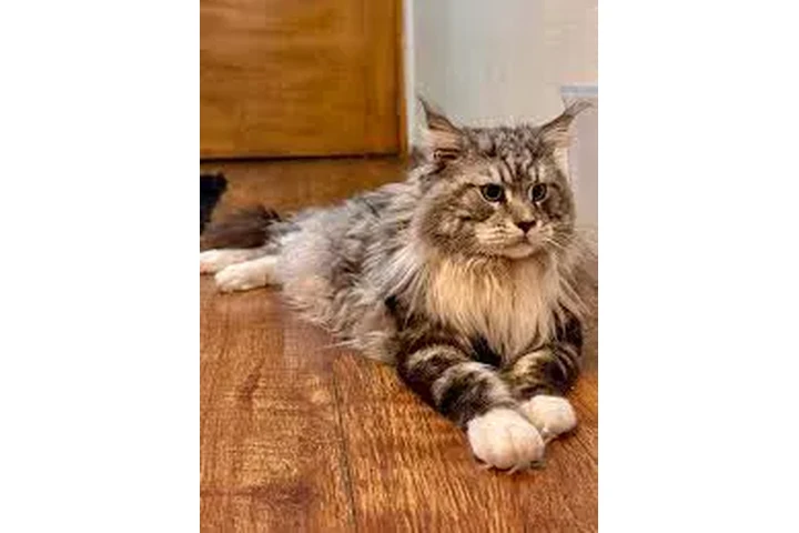 $4000000 : Excelente Maine Coon Mascotas image 1