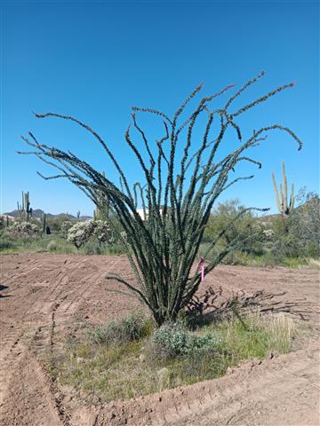 Saguaro*Rodeocactus* image 2