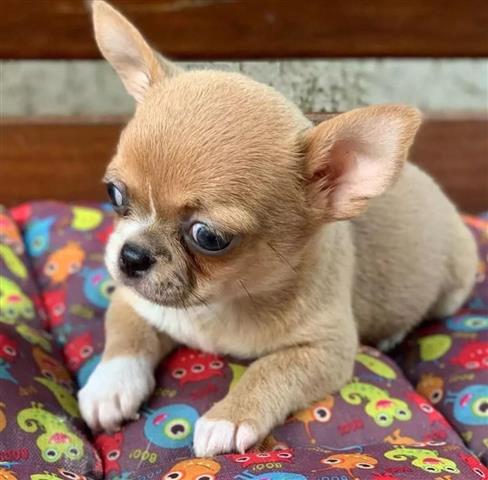 $250 : Teacup Chihuahua puppies image 7