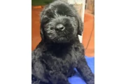 $1 : Giant Schnauzer Male thumbnail