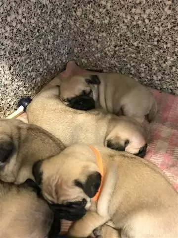$450 : PUG PUPPIES FOR REHOMING image 2
