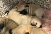 $450 : PUG PUPPIES FOR REHOMING thumbnail