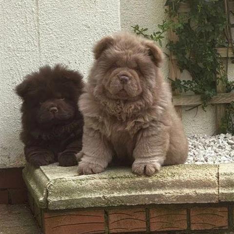 $400 : Chow Chow disponible image 3