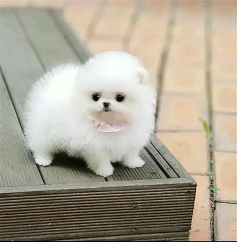 $300 : POMERANIAN PUPPIES and French image 2