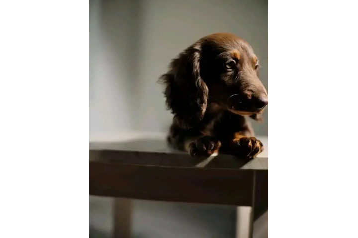 $700 : Dachshund puppies image 1