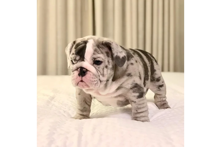 $350 : Cachorros Bulldog Inglés image 5