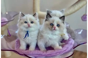 Ragdoll excepcional disponible en Tampa