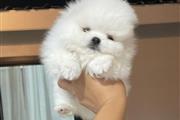 $400 : Pomeranian puppies thumbnail