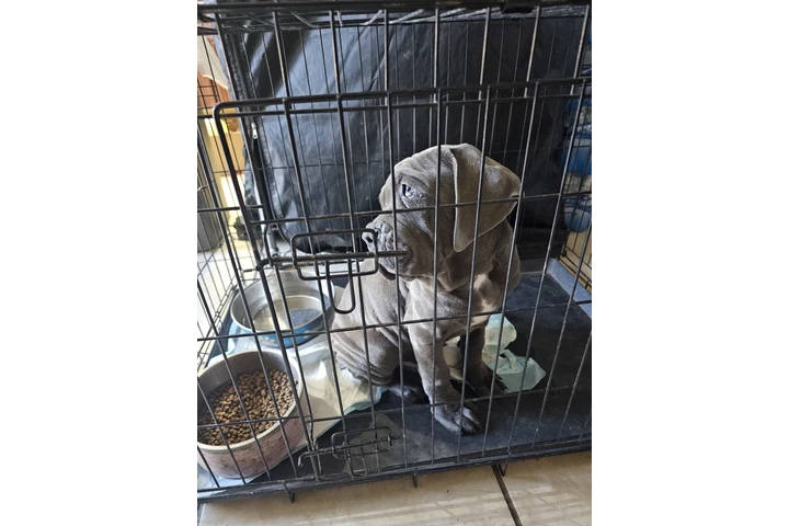 $650 : Cane corso image 1