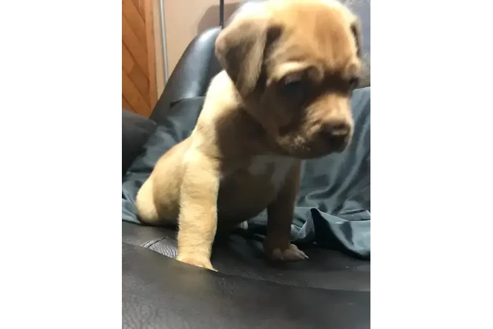 $1050 : Dogue de Bordeaux puppy image 2