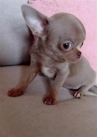 $350 : Cachorros Chihuahua en venta image 3