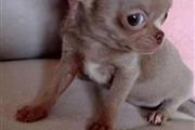 $350 : Cachorros Chihuahua en venta thumbnail