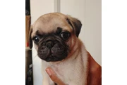 $200 : Cachorros  Pug thumbnail