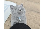 British shorthair  For Sale en Chicago