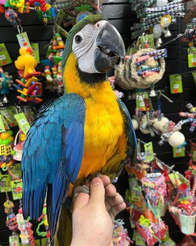$300 : TONY  PARROTS FOR REHOMING image 3