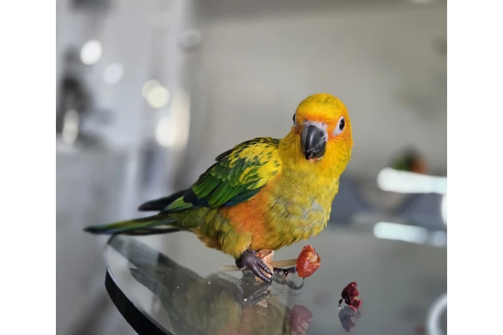 $600 : VENTA DE  SUN CONURE Y JAULA image 7