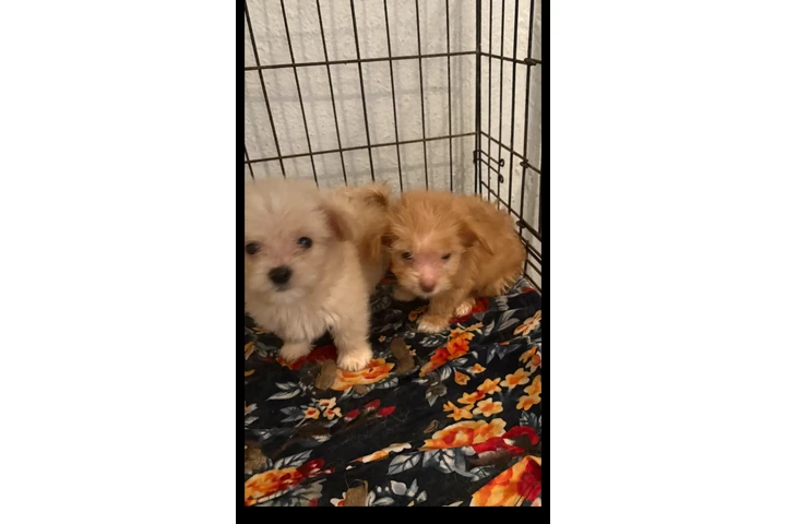 $450 : Mini boys image 2