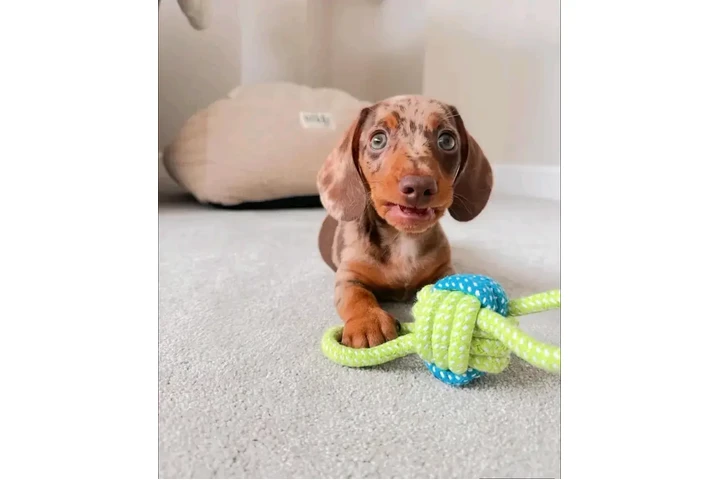 $550 : Dashund Puppies For Adoption image 3
