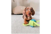 $550 : Dashund Puppies For Adoption thumbnail