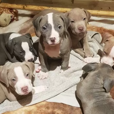 America bully Puppies For Sale image 1