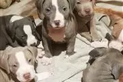 America bully Puppies For Sale en Yonkers