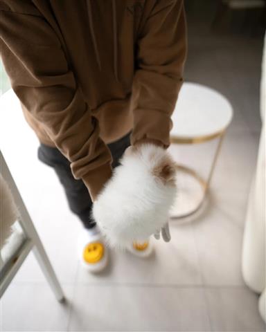 $300 : Pomeranian puppies for sale image 3