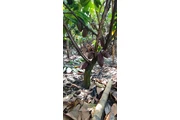 $35000 : TERRENO PRODUCTIVO+CASA CAMPO thumbnail
