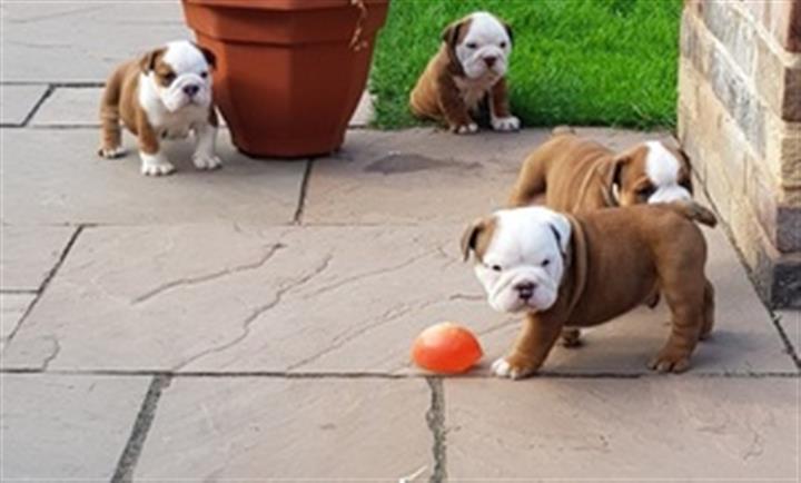 $750 : Englis Bulldog puppies adoptio image 1