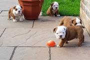 Englis Bulldog puppies adoptio