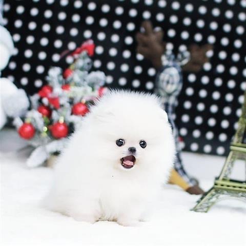 $300 : Teacup Pomeranian puppies image 8