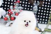 $250 : Teacup Pomeranian puppies thumbnail