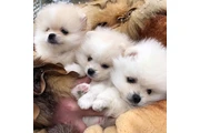 Pomerania taza de té en Houston