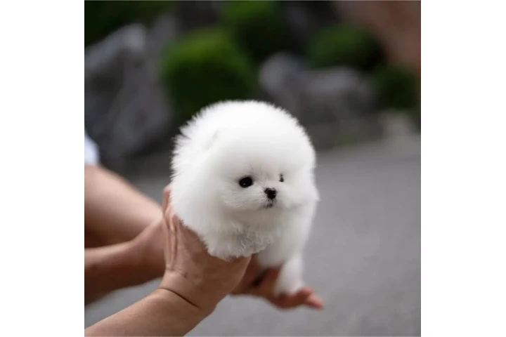$350 : Pomerania taza de té image 2