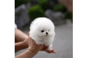$350 : Pomerania taza de té thumbnail