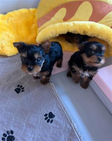 Adopt male and  female Yorkies image 3