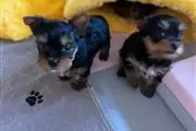 Adopt male and  female Yorkies thumbnail