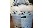 $350 : Cachorros Pomerania miniatura thumbnail
