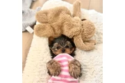 $999 : Yorkie and Morkie puppies thumbnail