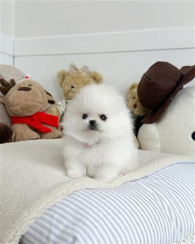 $300 : Pomeranian puppies for sale image 2