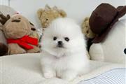 $300 : Pomeranian puppies for sale thumbnail