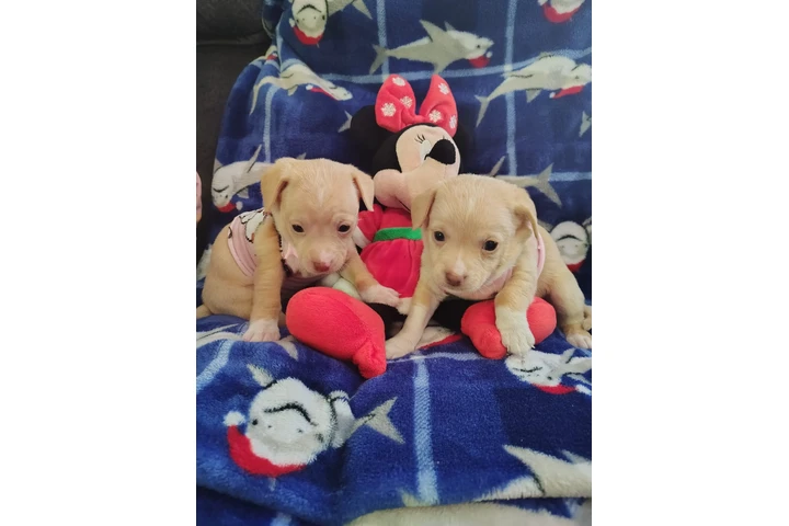 $180 : Mini niñas image 2