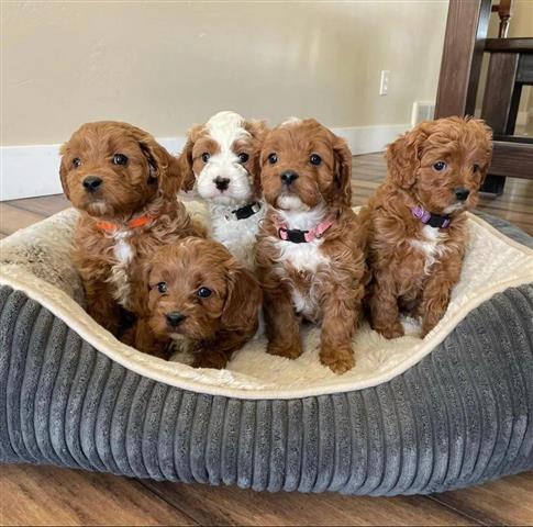 $550 : Cute Maltipoo Puppies For Sale image 1