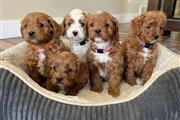 Cute Maltipoo Puppies For Sale en Anchorage