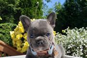 French bull-dog puppies